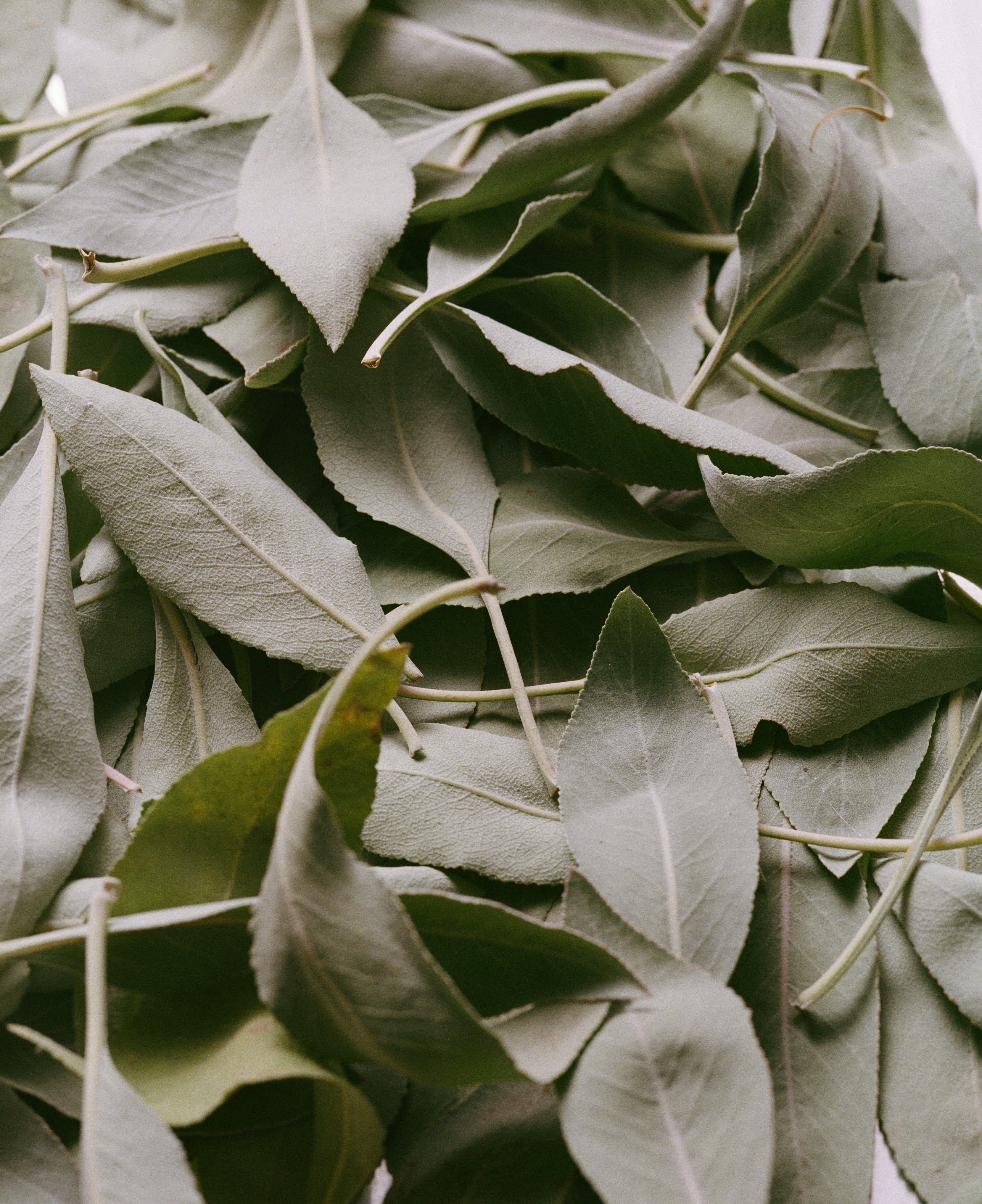 Sage Rich Cream for Hands & Feet - Image 3