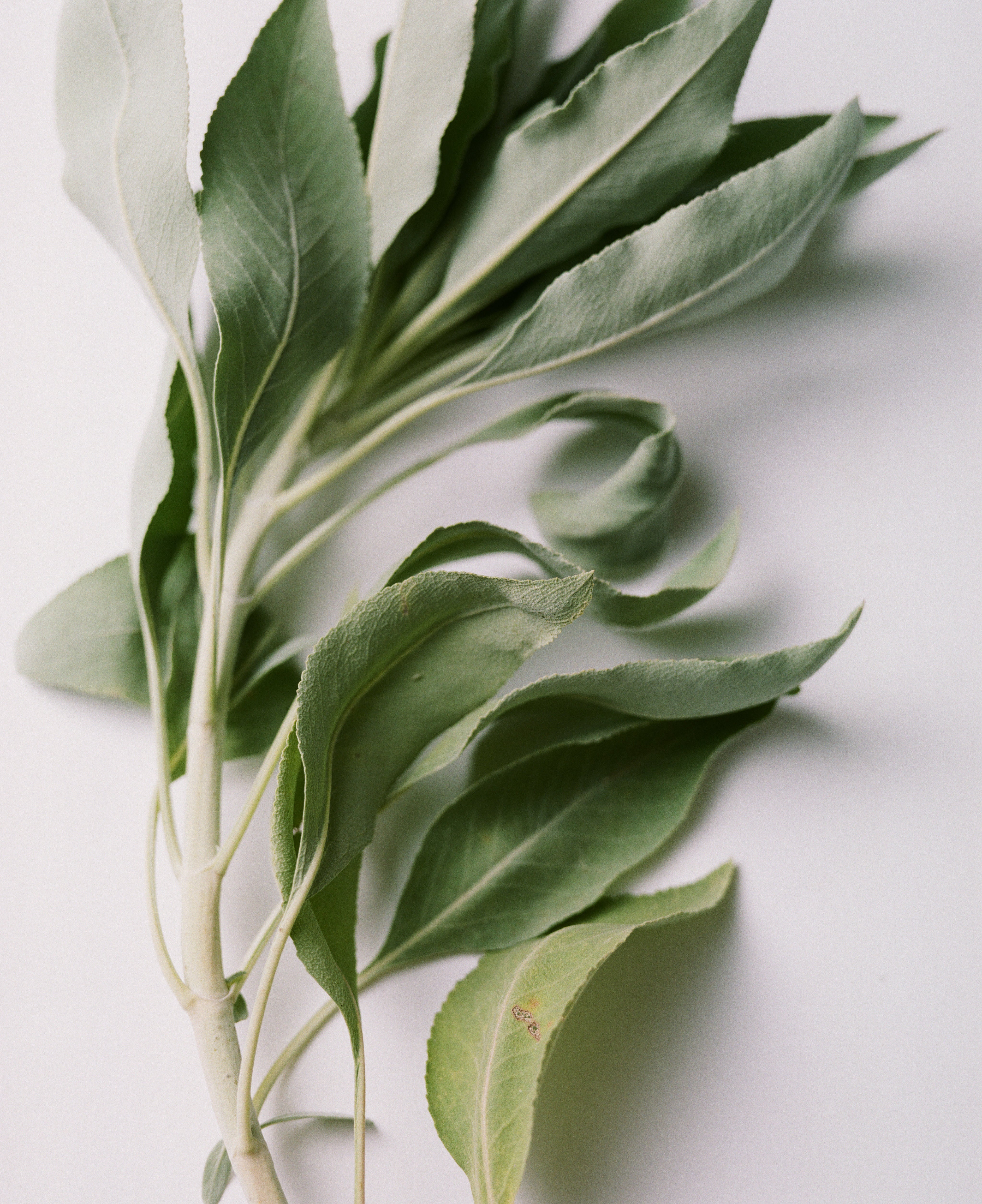 Sage Rich Cream for Hands & Feet - Image 5