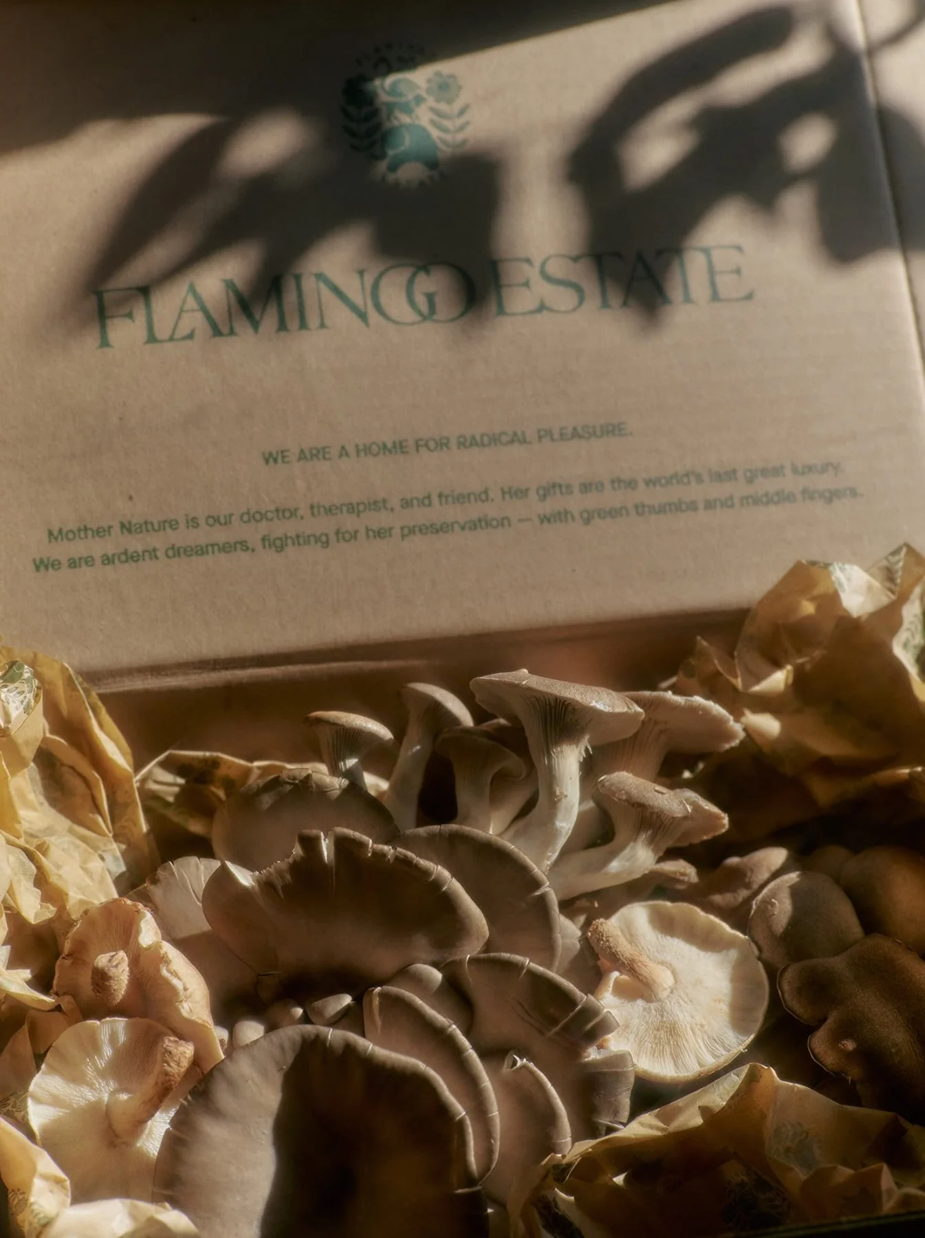 Organic Artisanal Mushroom Box - Image 5