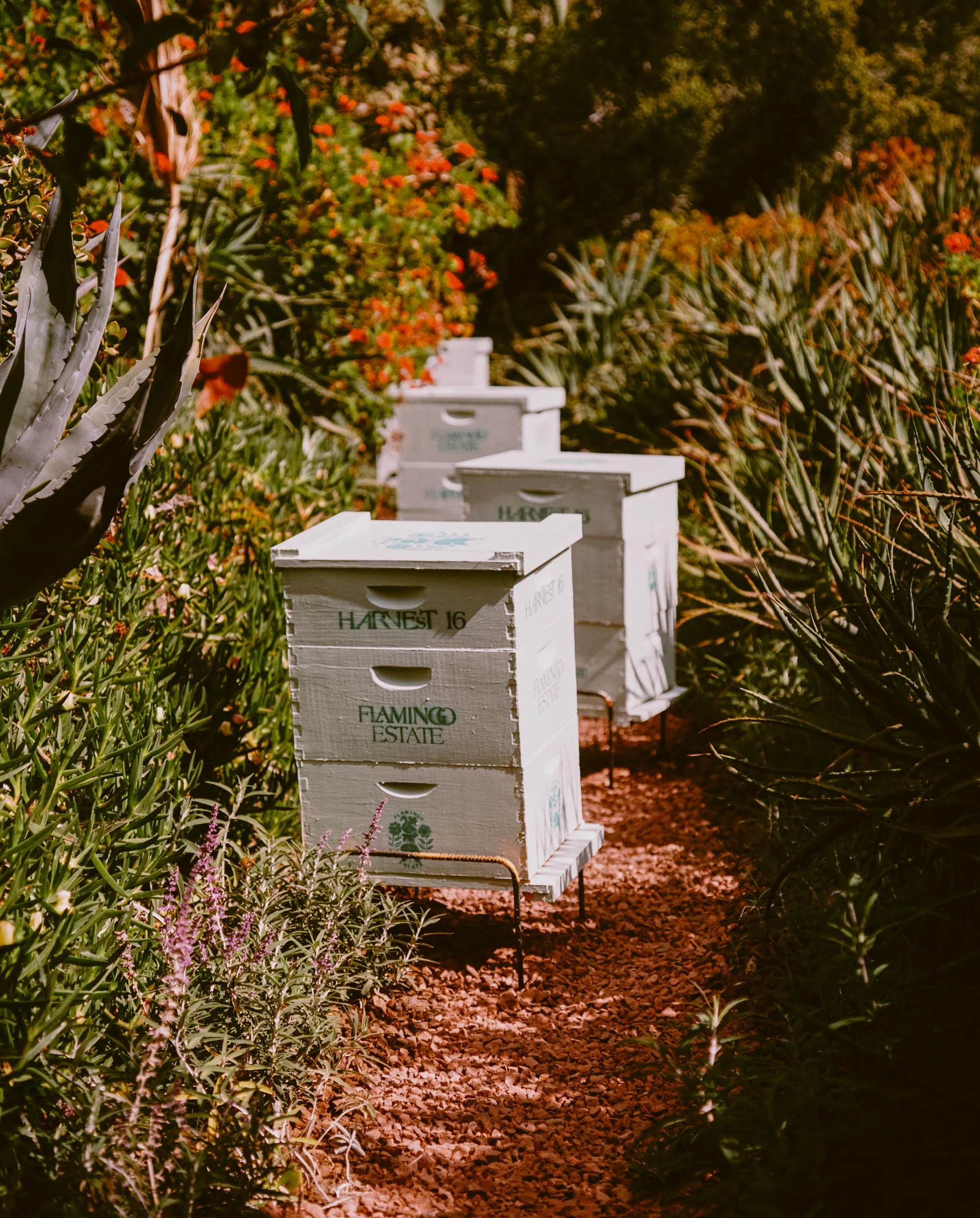 California Wildflower Honey - Image 9