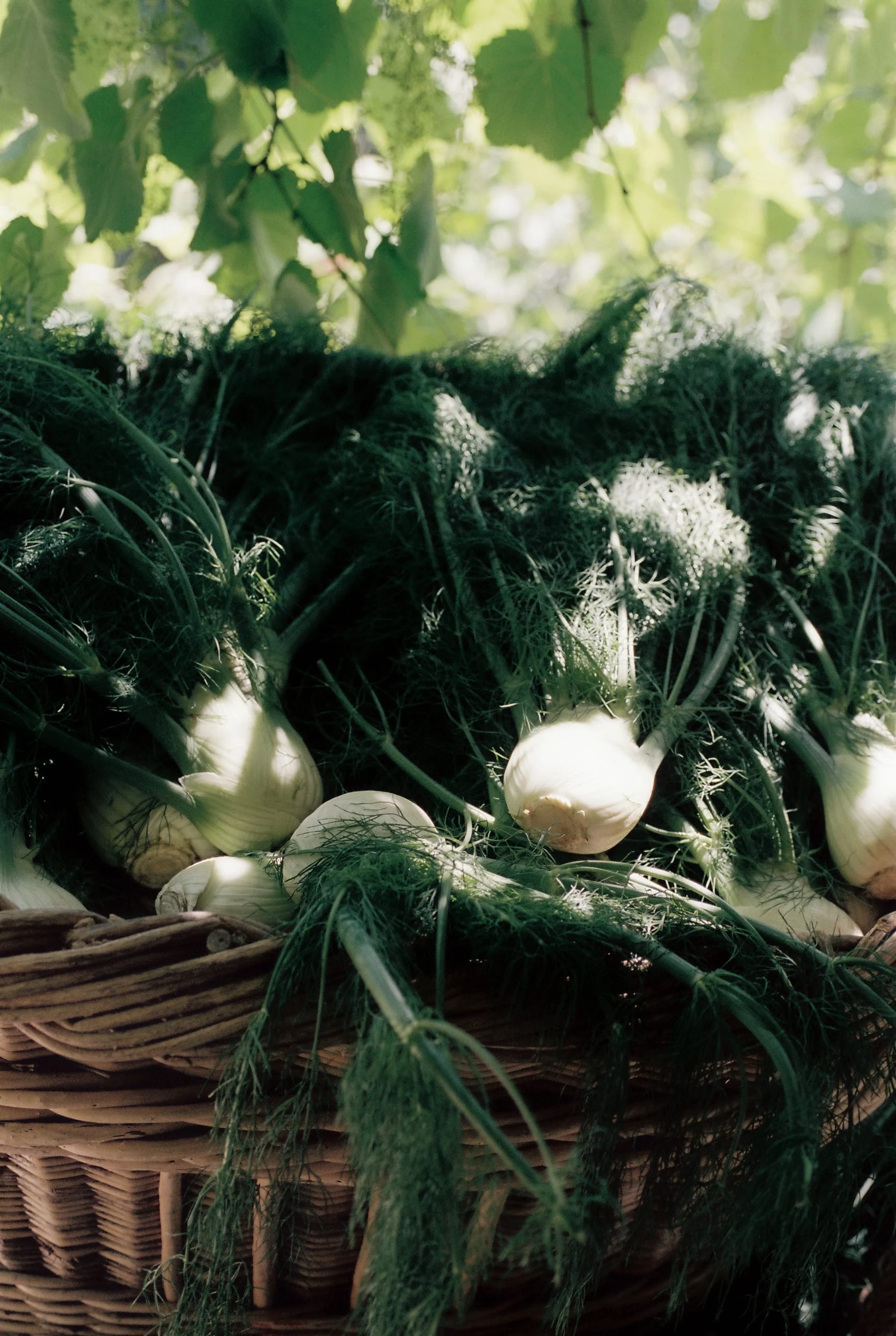 Fennel Flower Olive Oil - Image 6